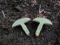 Boletus carminiporus image