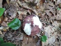 Russula viscida image