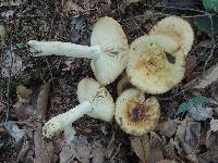 Russula grata image