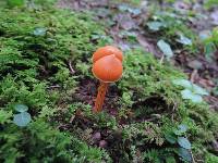 Entoloma quadratum image