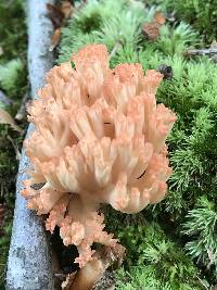 Ramaria botrytis image