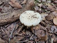 Amanita subsolitaria image