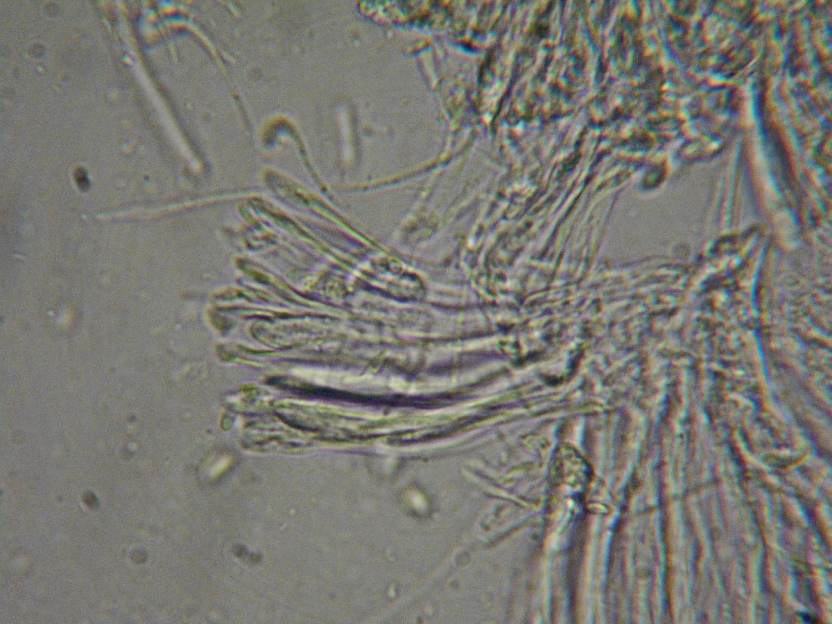 Duebenia compta image