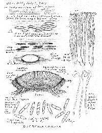 Duebenia compta image