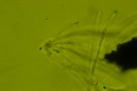 Xylaria polymorpha image