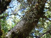 Hypogymnia imshaugii image