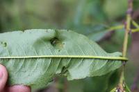 Taphrina deformans image
