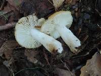 Russula pectinatoides image