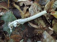 Amanita sect. Vaginatae image