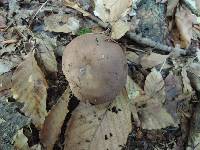 Russula brunneoviolacea image