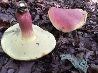 Boletus pallidoroseus image