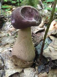 Tylopilus rubrobrunneus image
