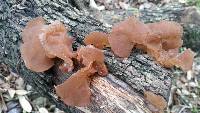 Auricularia angiospermarum image