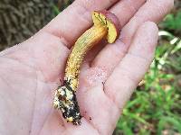 Hortiboletus campestris image