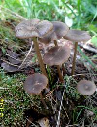 Entoloma sericeum image