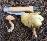 Suillus hirtellus image