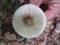 Amanita brunnescens image