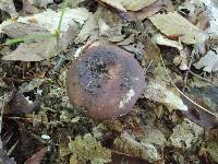 Russula brunneoviolacea image