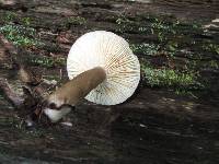 Lactarius fumosus image