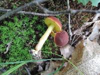 Boletus subfraternus image