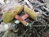 Boletus ferrugineus image