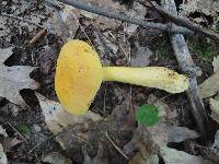 Boletus roxanae var. auricolor image