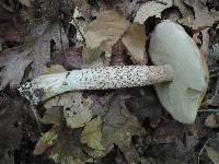 Leccinum insigne image