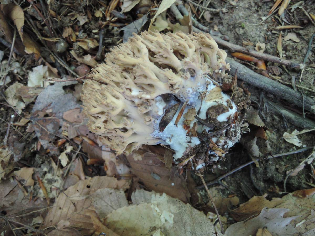 Ramaria fennica var. griseolilacina image