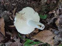 Russula ochraleucoides image