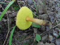 Aureoboletus innixus image