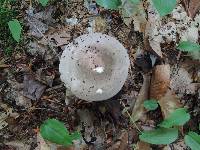 Russula variata image