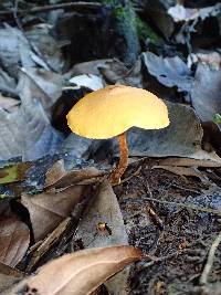 Xeromphalina tenuipes image