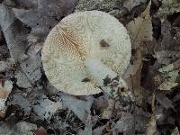 Lactarius argillaceifolius image