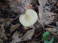 Entoloma flavifolium image