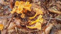 Cantharellus ignicolor image