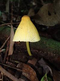 Leucocoprinus brunneoluteus image