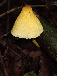 Leucocoprinus brunneoluteus image