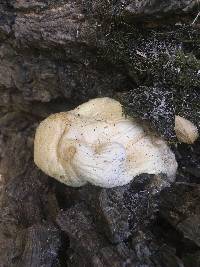 Volvariella bombycina image