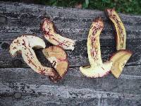 Baorangia bicolor image