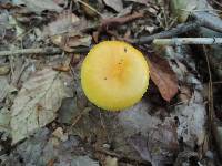 Amanita elongata image