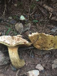 Boletus durhamensis image