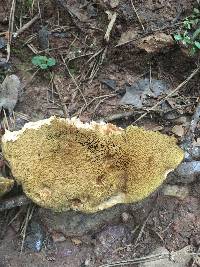 Boletus durhamensis image