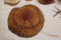 Agrocybe sororia image