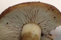 Agrocybe sororia image