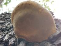 Phellinus everhartii image