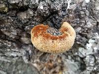 Phellinus everhartii image