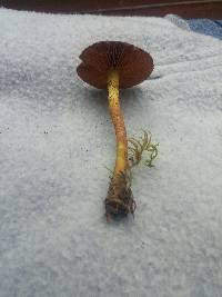 Cortinarius cinnamomeus image