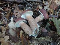 Tylopilus badiceps image