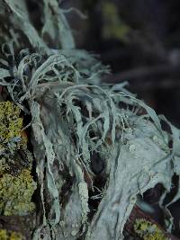 Ramalina subleptocarpha image