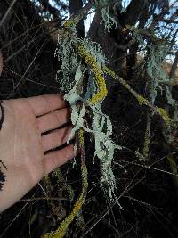 Ramalina subleptocarpha image